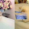 Catsh*t Crazy: Karl Lagerfeld's iPad-Using Kitten Has Two Maids